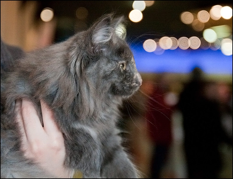 Elektra des Amours de Norvège 4.jpg - Elektra des Amours de Norvège